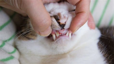 Gingivitis In Cats Symptoms Causes Treatment