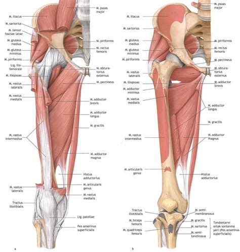 Upper leg numbness, thigh weakness, thigh pain from overuse. Superficial and deep muscles of the thigh | Anatomy ...
