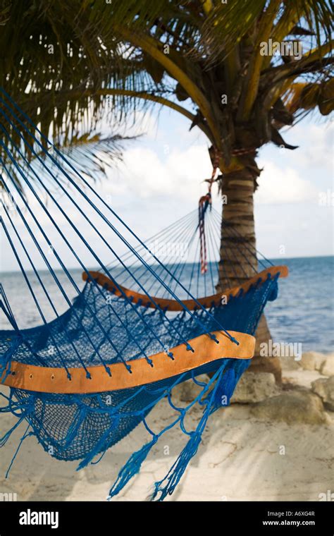 Belize Ambergris Caye Hammock On Sandy Beach Strung Between Palm Trees