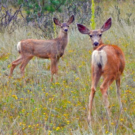 Mule Deer Fawns Innocent Creatures