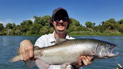 Sacramento River Lower Fish Report Sacramento River Lower