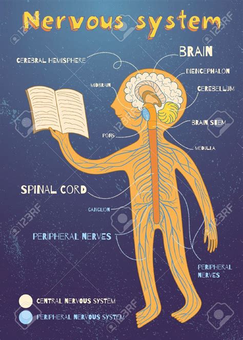 Nervous System Diagram Labeled For Kids