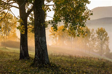 Yellow Trees In Fog Stock Photo Image Of Forest Dawn 45884572
