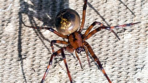 Gruesome Pictures After False Widow Spider Bite Left Man With Oozing Hole In Elbow And Needing