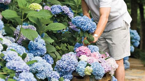Hydrangea Care Pruning And Blooming Tips Southern Living