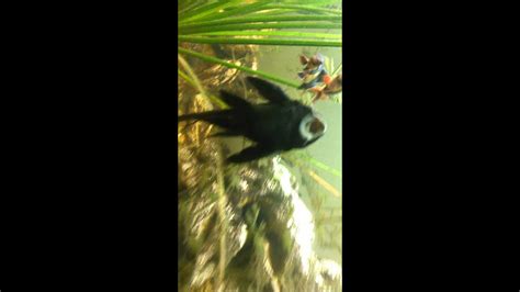 High Fin Leopard Spotted Pleco Youtube