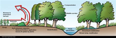 Riparian Buffers Agroforestry For Any Property Uw Madison Extension