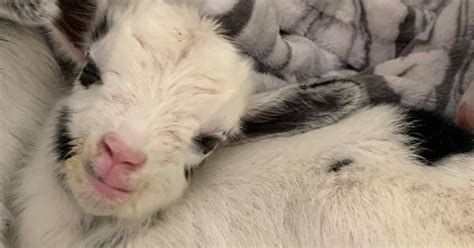 5 Baby Goats Born At Local Animal Sanctuary