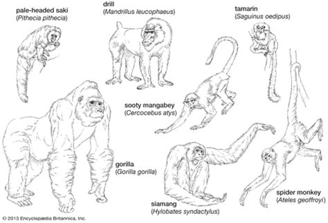 Primates Flashcards Quizlet