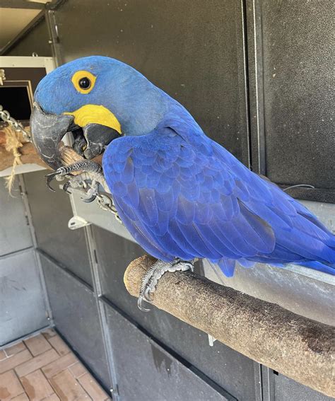 Hyacinth Macaws For Sale Best Hyacinth Macaw Parrot For Sale