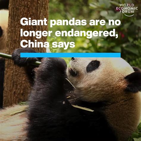 Giant Pandas Are No Longer Endangered China Says World Economic Forum