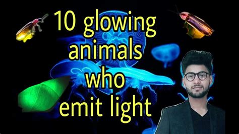 Top 111 Animals That Produce Their Own Light
