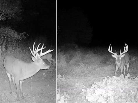 Arkansas Bowhunter Falls From Treestand After Arrowing The Biggest Buck