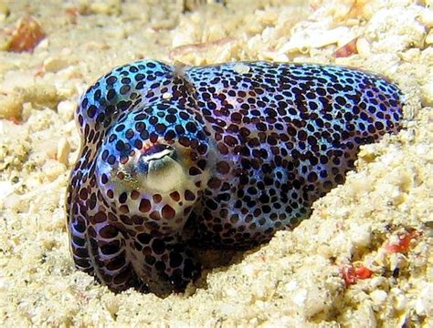 Hawaiian Bobtail Squid Ocean Treasures Memorial Library