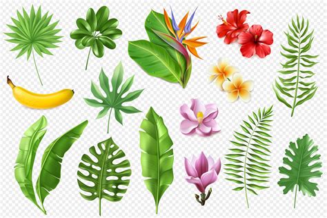 different types tropical leaves royalty free vector i