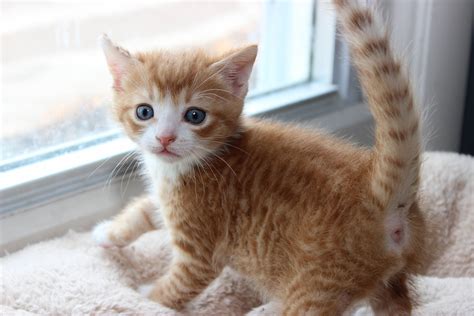 Orange Tabby Cat Cute Ph
