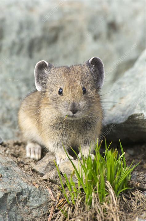 Pika Stock Image C0143280 Science Photo Library
