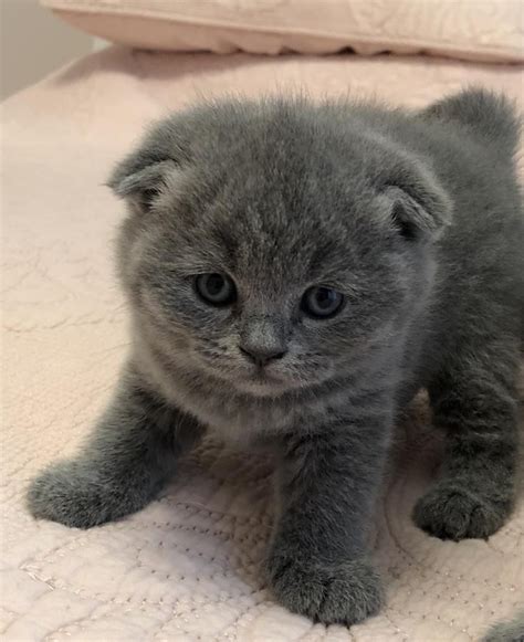 Scottish Fold Cats For Sale Downtown Mi 290222