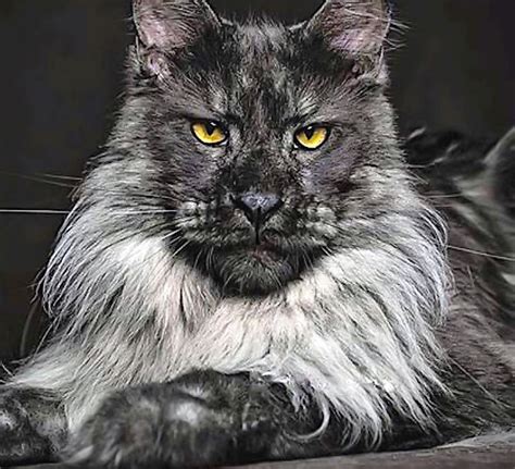 Your Maine Coon Guide