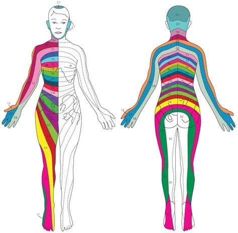 Thoracic Radiculopathy Dermatome Dermatomes Chart And Map
