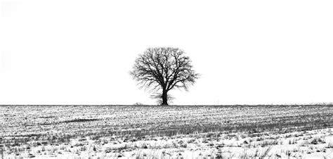 Gratis Billeder Landskab Træ Natur Afdeling Sne Vinter Sort Og