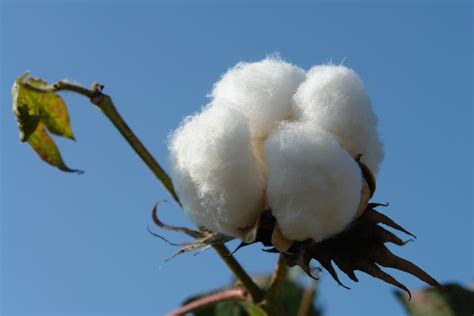 Introduction of Xinjiang Cotton