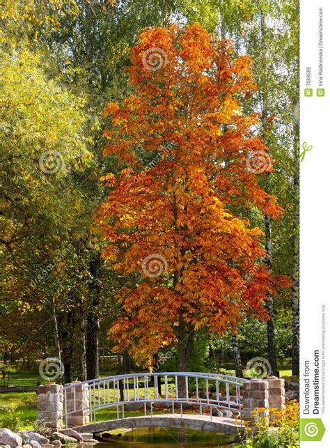 Autumn Landscape With Orange Leaves Tree Royalty Free