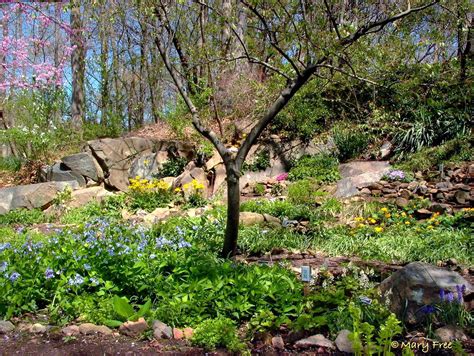 Spring Ephemerals In The Shade Part 2 Shade Garden