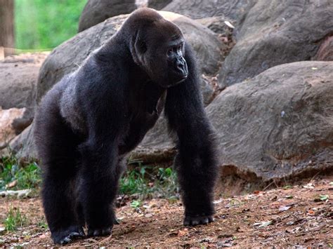 Worlds 4th Oldest Gorilla Dies Zoo Atlanta Confirms Atlanta Ga Patch