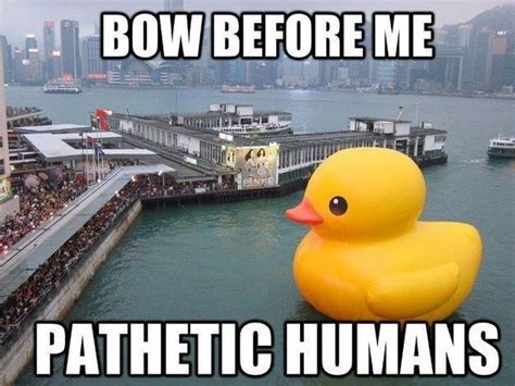 35 Duck Memes That Will Make You Quack All Day Duck Memes Funny