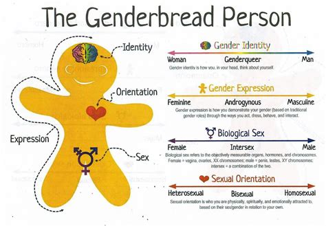 Gender And Identity How Do Biological Sex And Sender Differ And How