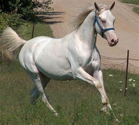 american albino horse breed   week  equinest