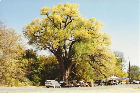 The Big Cottonwood Tree Cottonwood Tree Images Champion Trees