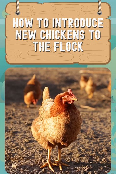10 tips to introducing new chickens your flock artofit