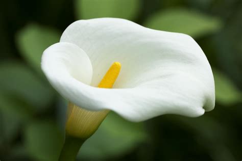 Find out whether callas prefer sun learn how to care for calla lilies, get growing advice and discover tips for including them in your garden design by tovah martin; Romantic Flowers: Calla Lily Meaning