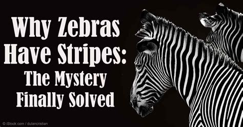 What Do Zebras' Stripes Pattern Say About Them?