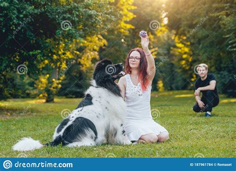 Newfoundland Dog Plays With Man And Woman Stock Photo Image Of Cutout