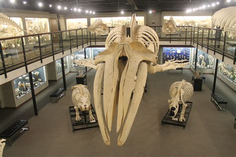 American Attractions Museum Of Osteology