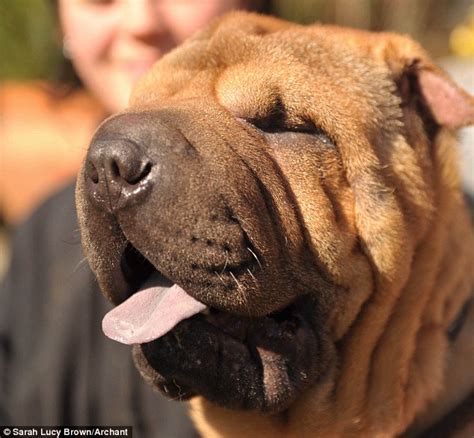 Puppy Needs Facelift As Excess Skin Folds Are Making Him Go Blind