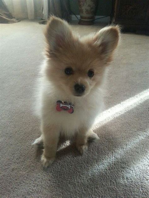 The pomeranian chihuahua mix is a toy breed. My pomeranian chihuahua mix puppy, Winston. | Dogs Of All ...