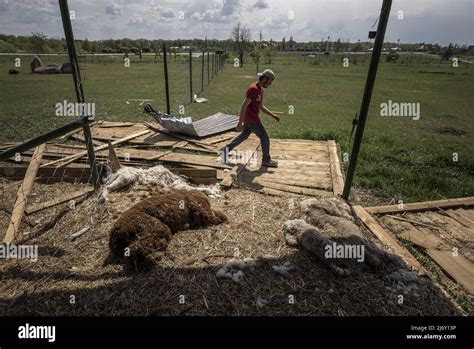 Kharkiv Ukraine Wednesday May 4 2022 An Eco Park Employee Walks By Two Dead Llamas During