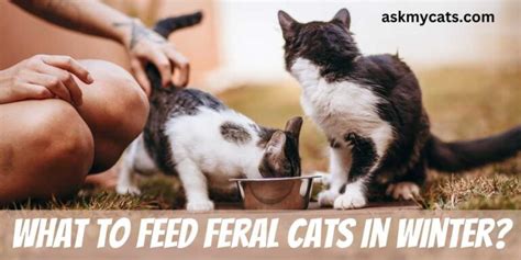 What To Feed Feral Cats In Winter Expert Advice