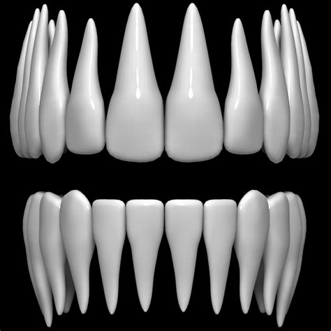 Teeth 3d Model 8 3ds Fbx Ma Max Obj C4d Ztl Free3d