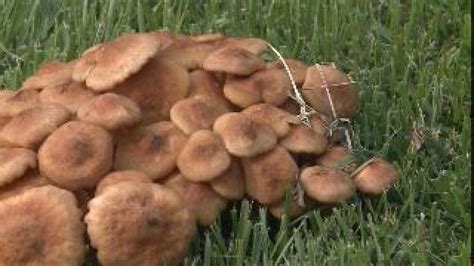 25 Missourian Sickened From Eating Wild Mushrooms Fox 2