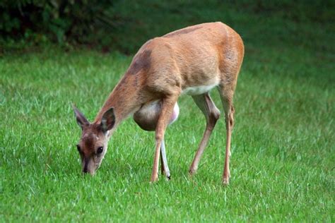 7 Painful Pictures Of Deer With Tumors And Growths Wide Open Spaces