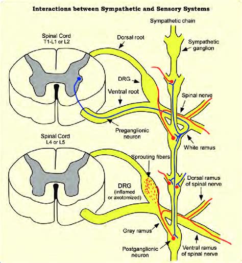 A Schematic Diagram Showing The Relationship Between Sympathetic System