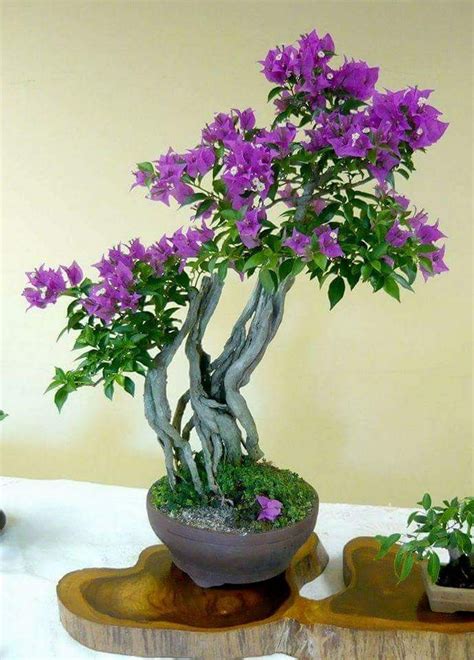 We are dedicated to the highest levels of customer service and pride ourselves on the importance of delivering bonsai and bonsai gifts with care. Sign in | Indoor bonsai tree, Bonsai tree, Bougainvillea ...