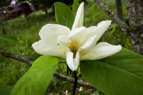 Magnolia Elizabeth flower - Halka Nurseries