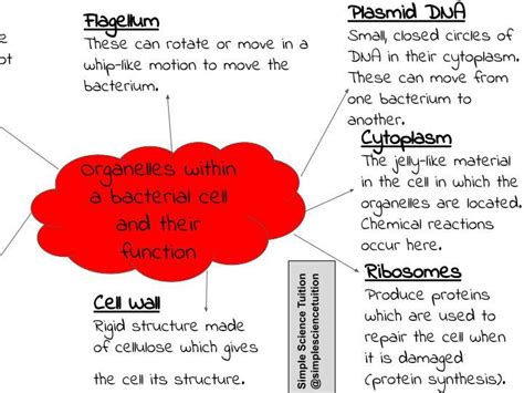 Bacterial Cell Organelles Mind Map Teaching Resources