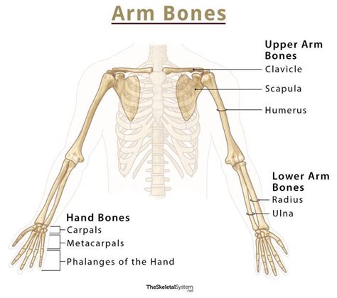 Skeleton Bones Labeled